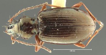 Media type: image;   Entomology 23869 Aspect: habitus dorsal view